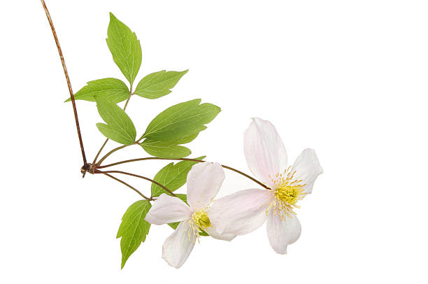 istock Clematis Montana flowers 614530642