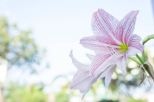 abstract flower lilly background, lilly flower Fresh color in morning