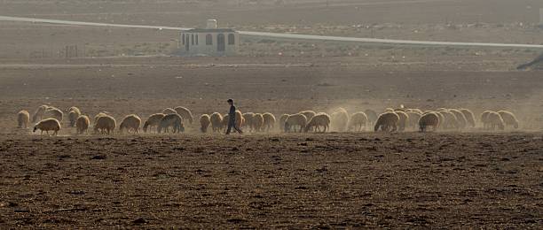 Flock of sheep south of Amman, Jordan stock photo