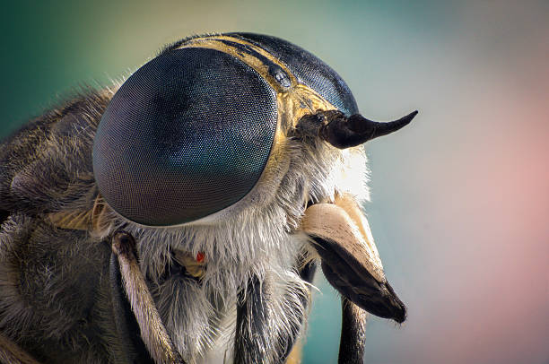 istock Portrait of a fly close up 614531762