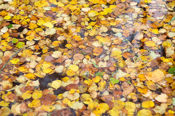 istock Autumn leaves on water 614532060