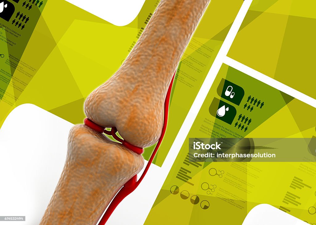 Knee Bone Graphics Human Knee Bones Stock Photo - Download Image Now - Anatomy, Biology ...