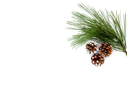 Twig of Pine Tree and three snowy, white hand painted pine cones isolated on white background.
