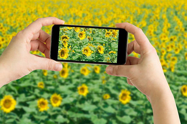 istock Hands taking photo sunflowers field 614533068