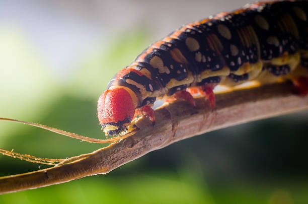 istock Hyles euphorbiae, caterpillar 614533320