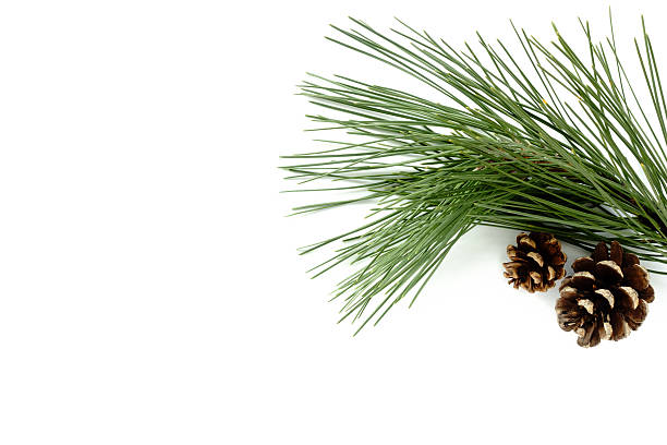 Twig of real natural Pine Tree and two natural Pine Cones isolated on white background.