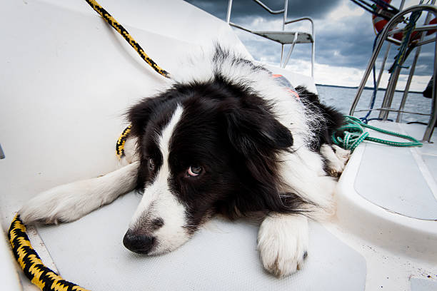 istock Border collie resting on a deck of a yacht 614533894