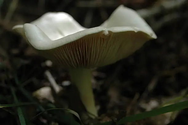 A close-up of a white mushroom on the forest floor