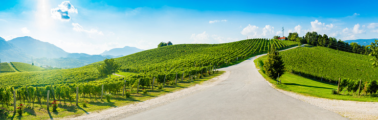 Hills with vineyard in afternoon.