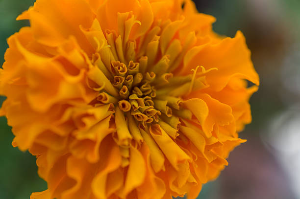istock Small yellow flower with detail 614534412