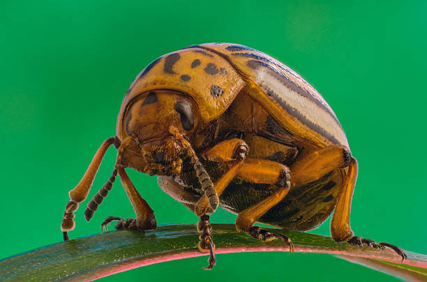 istock Colorado potato beetle close-up 614536002