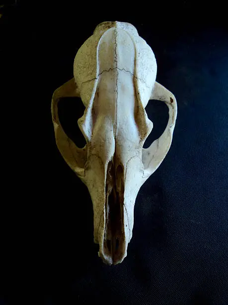 The skull of a small fox found in Arizona