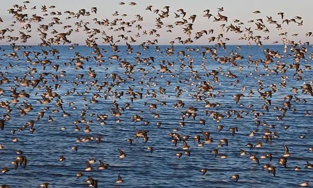 A flock of shorebirds filling the whole frame captured in James Bay, Canada