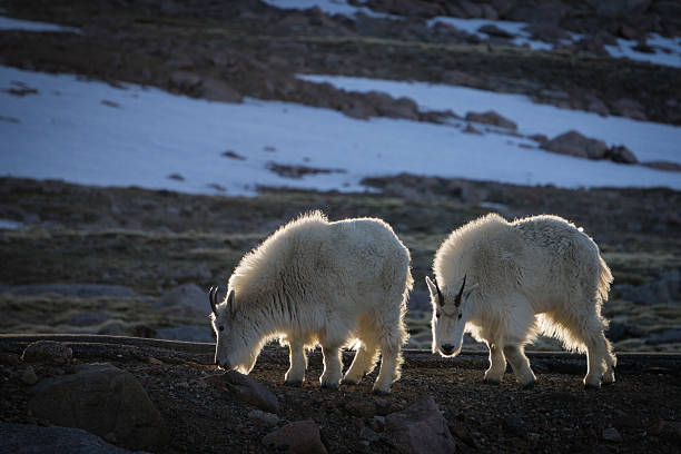 Mountain Goats on Mount Evans Mount Evans Road, near Idaho Springs, Colorado.   summit county stock pictures, royalty-free photos & images