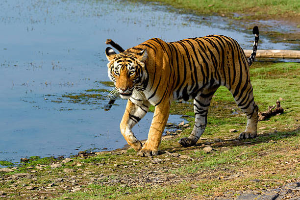 istock Tiger walking next to a lake 614537160