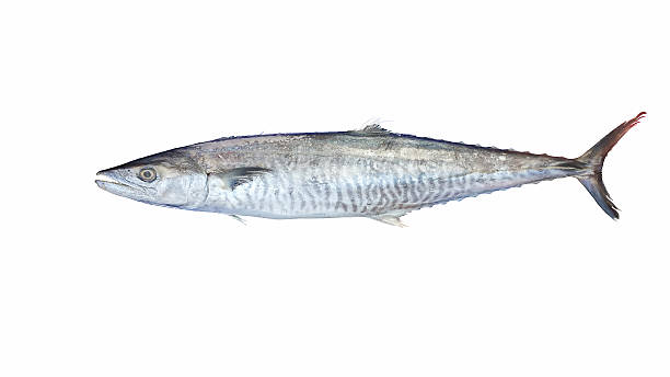 sgombro re indo-pacifico su sfondo bianco. - market fish mackerel saltwater fish foto e immagini stock