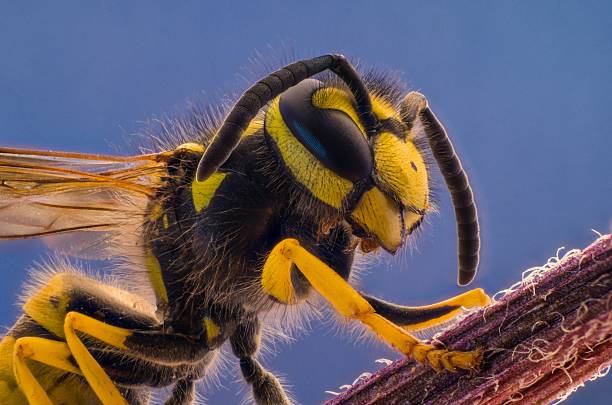 istock Portrait of a wasp closeup 614537554