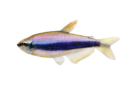 Blue Emperor Tetra Inpaichthys kerri tropical aquarium fish isolated 