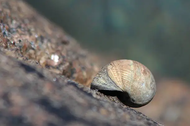 snail shell on a sloping part, ground partly blurred