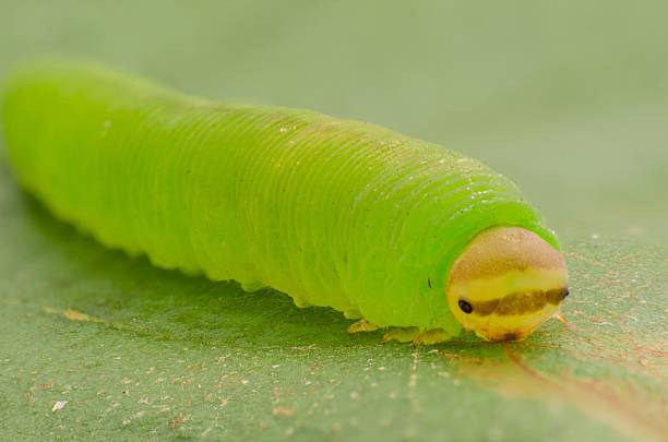 istock Green caterpillar in the grass 614537914