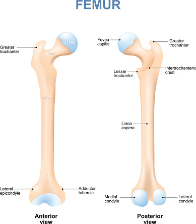 human femur with front and side view. Labeled. Detailed medical illustration. Isolated on a white background