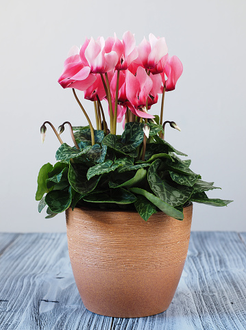 Pink cyclamen in flowerpot