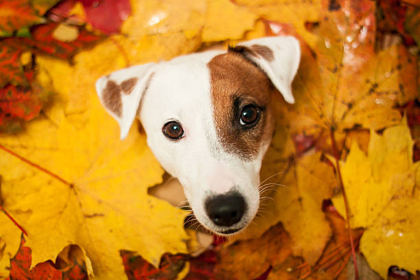 istock cute dog in autumn leaves 614538326
