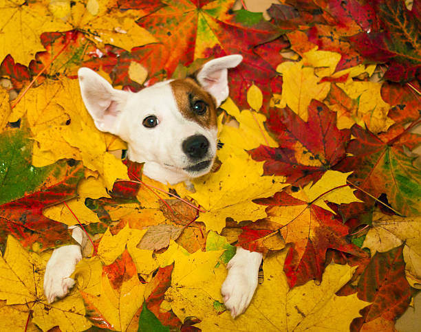 istock cute dog lying in autumn leaves 614538404