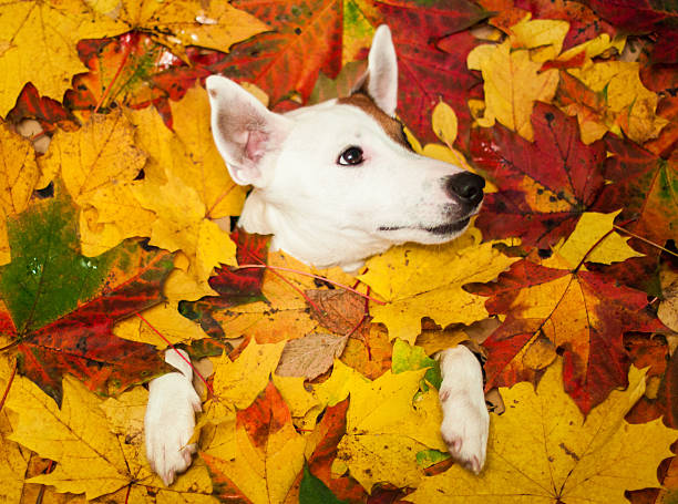 istock cute dog lying in autumn leaves 614538482