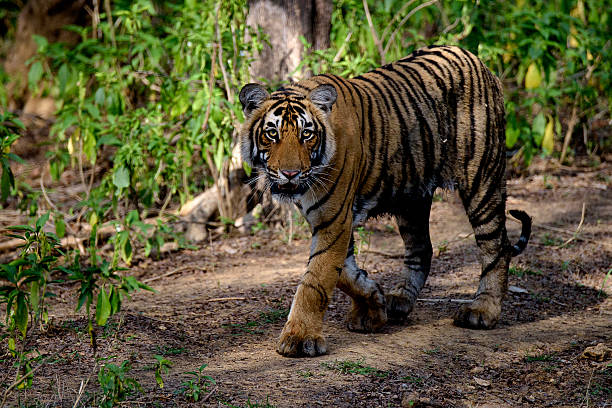 istock Tiger walking in the woods 614538502
