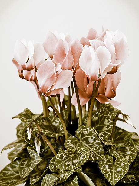 istock Pink cyclamen in flowerpot 614538632
