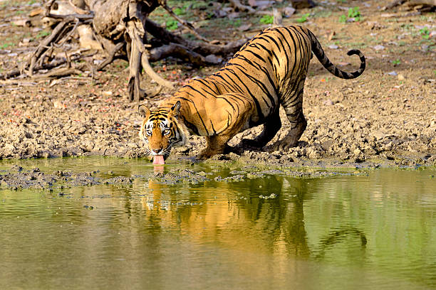 Large male tiger drinking from a muddy lake