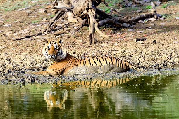 istock Large male tiger bathing in a muddy lake 614538720