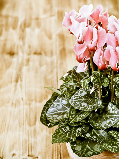 istock Pink cyclamen in flowerpot 614538726
