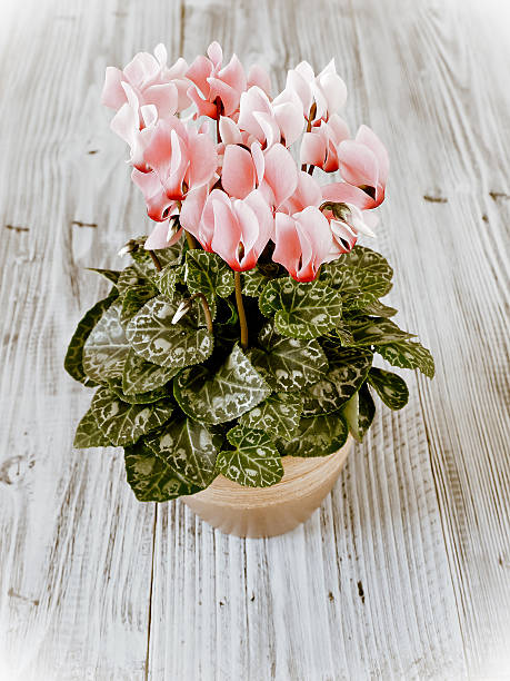 istock Pink cyclamen in flowerpot 614604230