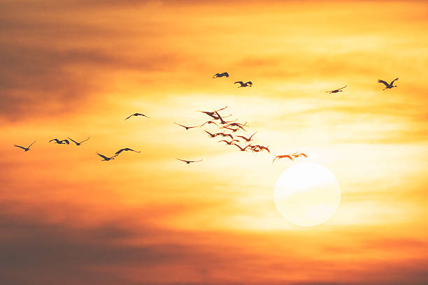 istock Common crane group in the sunset sky on their way 614604370