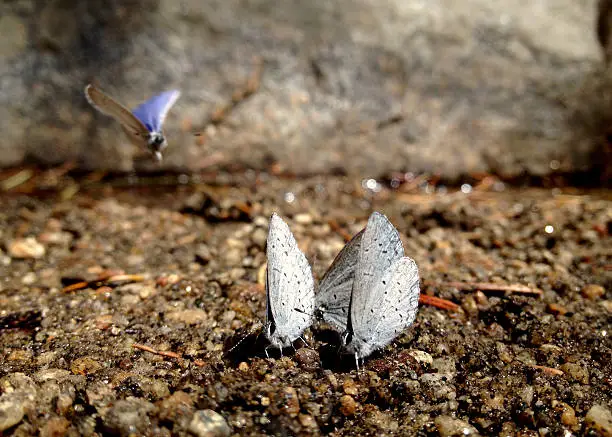 A group of Boisduval's Blue butterflies on sand beside a creek near Carlon Falls, California