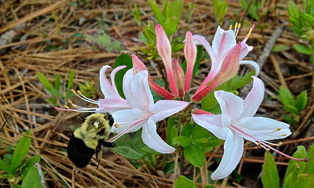 A bumblebee pollinates an azalea in the coastal plain of North Carolina