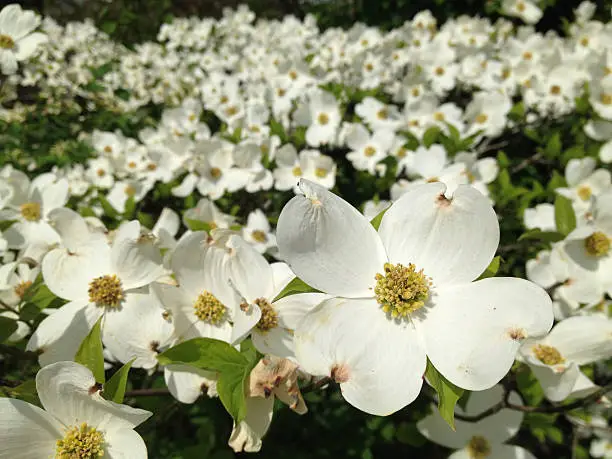 A close-up of dogwood flowers in bloom in the Great Smoky Mountains of North Carolina.