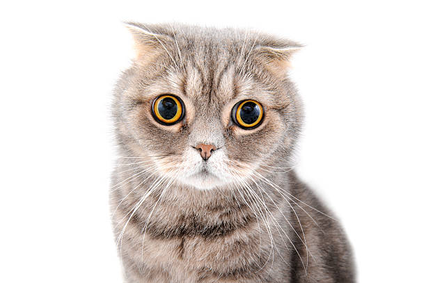 Portrait of a cat close-up. Breed Scottish Fold. stock photo