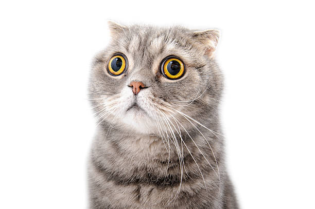 retrato de un gato asustado primer plano. raza scottish fold. - fear fotografías e imágenes de stock