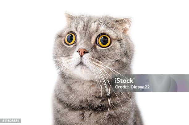 Portrait Of A Frightened Cat Closeup Breed Scottish Fold Stock Photo - Download Image Now