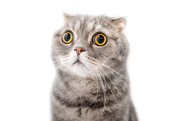 Photo of Portrait of a frightened cat closeup. Breed Scottish Fold.