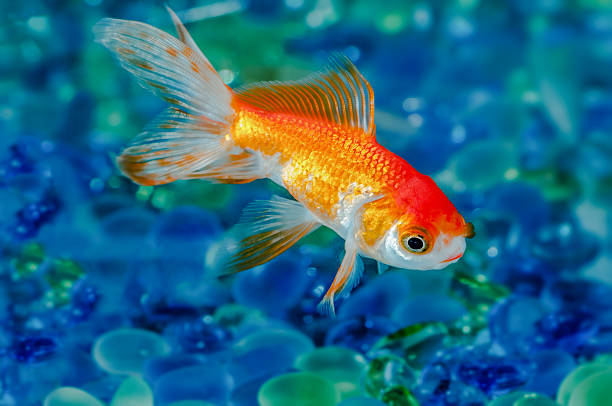 Gold fish goldfish single one in aquarium close up stock photo