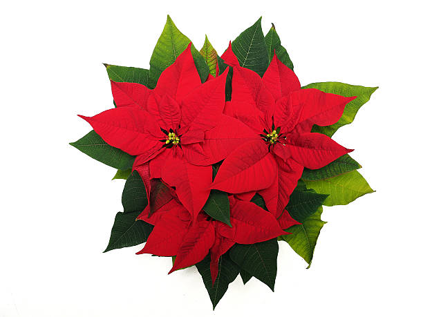 istock Red poinsettia flower 614606898