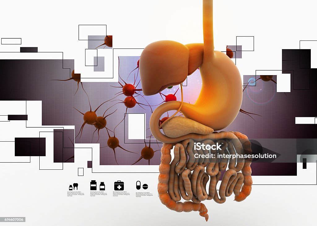 Digestieve Human Digestieve System Stock Photo - Download Image Now - Advice ...