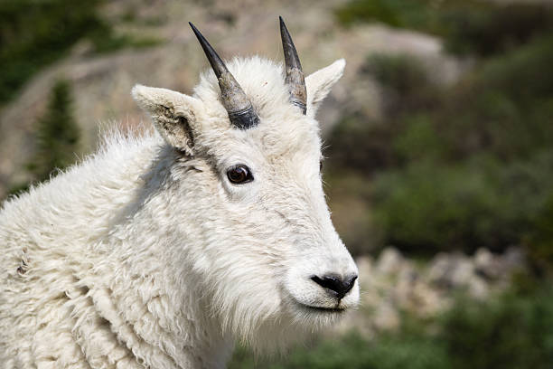 Mountain Goat Taken near Mount Quandary, near Breckenridge, Colorado. leadville stock pictures, royalty-free photos & images