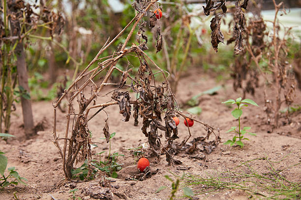 verderbte tomatenpflanze - abgestorbene pflanze stock-fotos und bilder