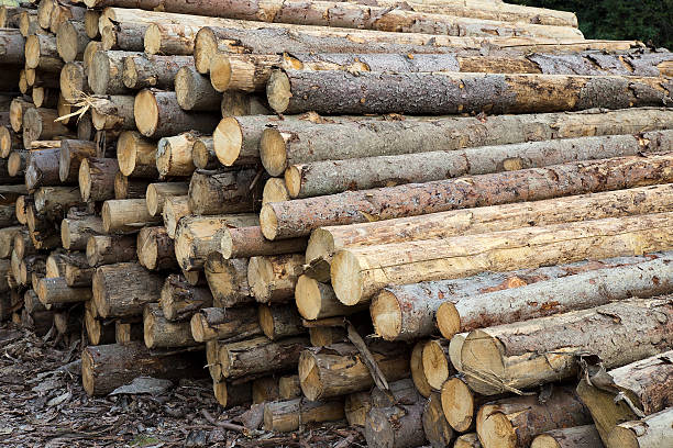istock Logs of wood in a stack - Wood texture background 614610618