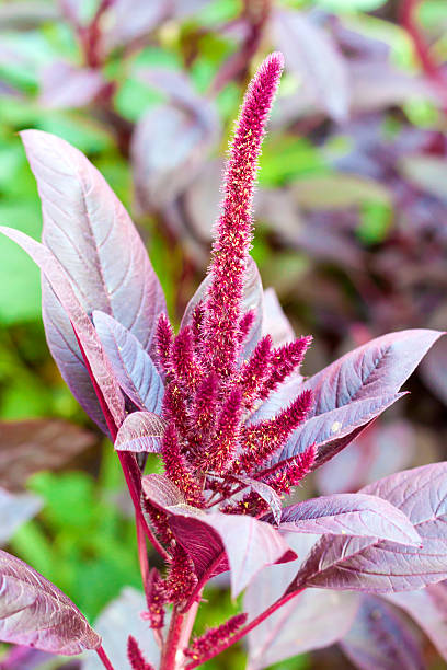 red amaranth (amaranto cruentus) - amaranthus cruentus - fotografias e filmes do acervo